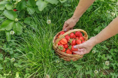 Bahçıvan olgun çilek topluyor. Bahçede yetişen olgun ve olgunlaşmamış çilekler.