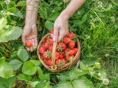 Dişi çiftçi, bahçe yatağındaki taze kırmızı çilekleri topluyor ve hasır bir sepete koyuyor. Yaz mevsiminde bahçede taze böğürtlen hasat ediyorum..