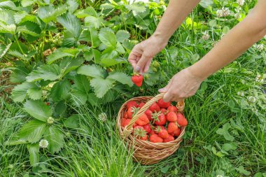 Dişi çiftçi, bahçe yatağındaki taze kırmızı çilekleri topluyor ve hasır bir sepete koyuyor. Yaz mevsiminde bahçede taze böğürtlen hasat ediyorum..