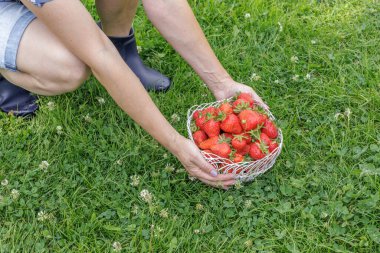 Elinde hasır bir sepet tutan kadın çiftçi arka planda bahçeli taze, olgun çilekler topladı..