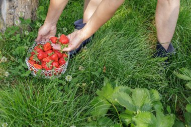 Kadın elinde bir palmiye ağacında çilek ve yeşil çimlerin üzerinde taze kırmızı çilek toplanmış hasır bir sepet tutuyor. Üst görünüm.