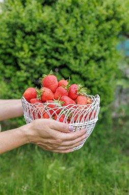 Kadının elinde sepet dolusu yeşil doğal arka planda toplanmış kırmızı çilek var..