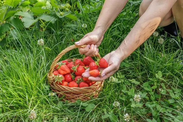 Bahçıvan olgun çilek topluyor. Bahçede yetişen olgun ve olgunlaşmamış çilekler.