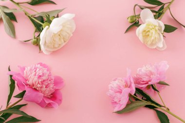 Pembe arka planda güzel bir buket kırmızı beyaz şakayık. Üst görünüm.