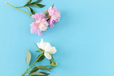 Mavi arka planda kırmızı ve beyaz şakayıklardan oluşan güzel bir buket ve fotokopi alanı. Üst görünüm.