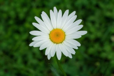 Bahçede büyüyen bulanık arka planda bir papatya çiçeğinin tomurcuğunu yakından çek. Sığ alan derinliği.