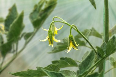 Serada büyüyen bir dalda çiçekli domates çalısı. Yüzeyin derinliği. Çiçeklere odaklan..