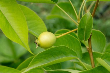 Meyve bahçesinde yetişen olgunlaşmamış bir armut yakından görülüyor..