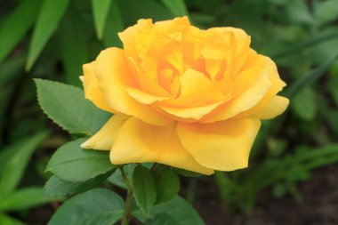 Bahçede büyüyen sarı bir gül yakın plan bulanık doğal arka plan. Sığ alan derinliği.