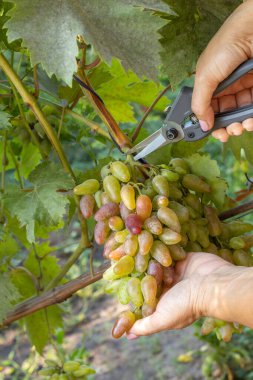 Çalılıklarda olgun beyaz üzümler ve budanmış ellerle bir kadın..