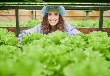 Serada bitki yetiştirmeyi kontrol eden dişi bahçıvan, yeşil bitkilerin yanında dururken elinde marul tutuyor ve gülümsüyor. Tek kullanımlık şapka ve bahçe eldiveni takan neşeli bir kadın..