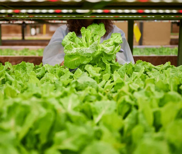 Woman standing near leafy green vegetable plants in greenhouse. Close up of female gardener holding green leafy plant lettuce.