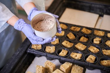Close up of female hands in garden gloves holding plant seeds over plastic modular tray with soil sponge plugs in cells. Woman gardener planting seeds in greenhouse.