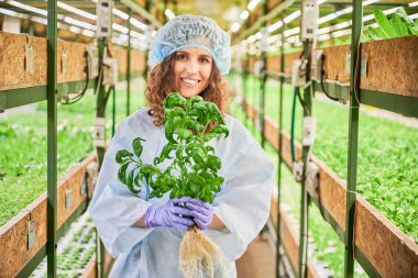 Portrait of female gardener holding pot with green basil, looking at camera and smiling in greenhouse. Happy woman with culinary herb standing in aisle between greenhouse shelved with plants.