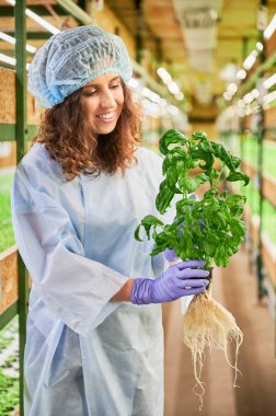 Female gardener holding pot with green basil in greenhouse. Happy woman with culinary herb standing in aisle between greenhouse shelved with plants.