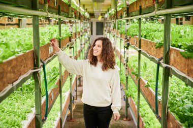 Cheerful young woman touching lettuce plant and smiling while standing near shelf with leafy greens. Female person looking at fresh leafy greens cultivated in greenhouse.