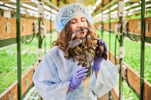 Female gardener in disposable cap and garden gloves enjoying scent of basil in greenhouse. Young woman holding pot with leafy plant and smelling aromatic leaf.