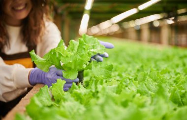Woman gardener holding pot with sprouting plant while standing near shelving with seedlings in greenhouse. Close up of female hands in sterile gloves holding potted green plant.