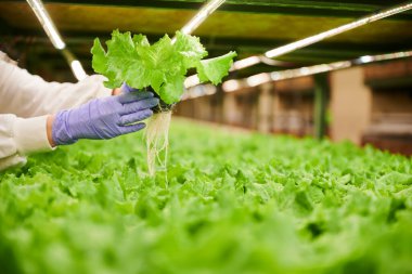 Female gardener demonstrating organic growing leafy plant in greenhouse. Close up of woman hands in sterile garden gloves holding green batavia salad.