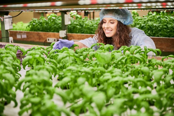 Joyful female gardener in disposable cap looking at basil and smiling while standing near shelf with plants. Cheerful young woman growing culinary herb in greenhouse.