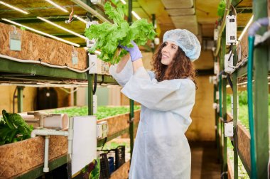 Cheerful female gardener in workwear holding green leafy plant and smiling while standing near shelves with plants in greenhouse. Woman preparing fresh green lettuce for packing.