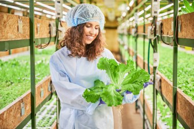 Serada yeşil marul arayan neşeli kadın bahçıvan. Tek kullanımlık şapkalı mutlu kadın tarım uzmanı elinde yapraklarla fidelerle rafların arasında duruyor..