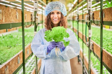 Serada elinde yeşil marul tutan neşeli kadın bahçıvanın portresi. Bahçe eldivenli neşeli genç kadın ellerinde yeşil yapraklı bitki bulanık arka planda duruyor..