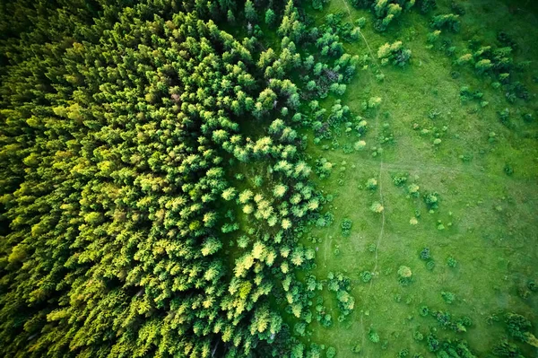 Fotografia Zangões Árvores Alpinas Coníferas Verdes Com Área Desmatada Bela — Fotografia de Stock
