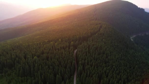 Imágenes Video Bosque Alpino Coníferas Con Árboles Verdes Camino Sendero — Vídeos de Stock