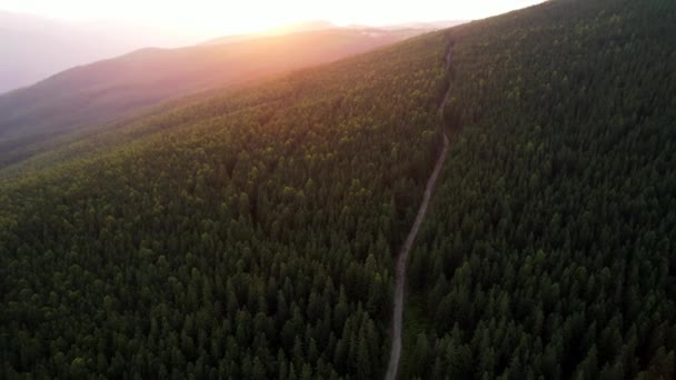 Dağlık Kozalaklı Ormanın Video Görüntüleri Yemyeşil Ormanlarda Yürüyüş Yolu Tepeler — Stok video