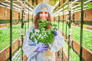 Elinde yeşil fesleğen olan kadın bahçıvan kameraya bakıyor ve serada gülümsüyor. Mutfak bitkileriyle dolu seranın arasında duran mutlu bir kadın..