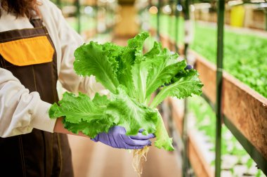 Serada elinde yeşil marul olan kadın bahçıvan. Plastik bahçe eldivenli bir kadının elinde yeşil yapraklı bir bitki tutarken bulanık arka planda duruşu..