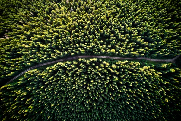 緑の木々と高山針葉樹林を介して山道や経路の空中ドローンビュー 緑豊かな森の中の針葉樹林を通るハイキングコースの美しい風景 — ストック写真
