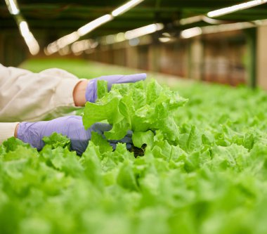 Female gardener demonstrating organic growing leafy plant in greenhouse. Close up of woman hands in sterile garden gloves holding green batavia salad.