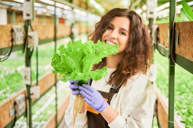 Serada taze yaprak yiyen mutlu bir kadın. Bahçe eldivenli neşeli kadın bahçıvan elinde marul ve yeşil yaprak tutarken kameraya bakıp gülümsüyor..
