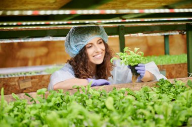 Serada bitki yetiştirme üzerine çalışan bir kadın. Neşeli kadın bahçıvan elinde yeşil yapraklı bir bitki tutuyor..