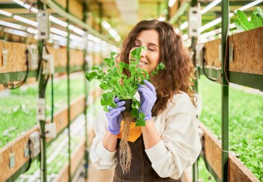 Kadın bahçıvan, serada yeşil roka yapraklarının kokusunun tadını çıkarıyor. Bahçe lastiği eldivenli mutlu kadın elinde yeşil bitkiyle taze kokulu aromatik yaprak..