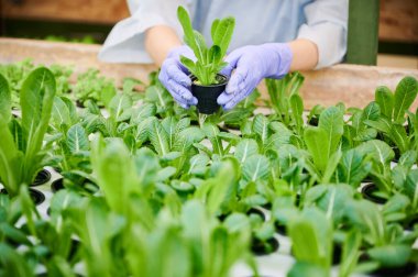 Yeşil bitkilerle dolu tencereyi tutan kadın eller. Steril bahçe eldivenli kadın bahçıvan sera rafının yanında yapraklı bitkilerle duruyor..