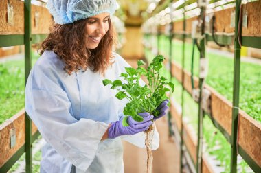 Female gardener looking at green arugula leaves in greenhouse. Happy woman in garden gloves standing in aisle between shelves with plants, holding pot with green leafy plant.
