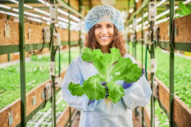 Serada elinde yeşil marul tutan neşeli kadın bahçıvan kameraya bakıyor. Tek kullanımlık şapkalı mutlu kadın tarım uzmanı elinde yapraklarla fidelerle rafların arasında duruyor..