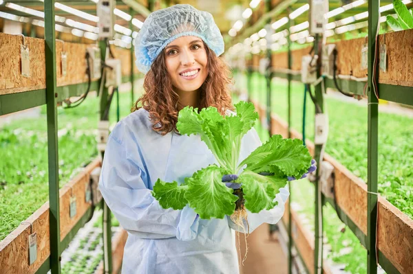 Joyful female gardener in disposable cap looking at camera and smiling while holding green leafy plant. Woman agronomist standing in aisle between shelves with seedlings in greenhouse.