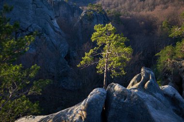 Engebeli kayaların arasındaki yalnız ağaç, çevresini çevreleyen koyu ve çorak araziyle keskin zıt yeşil yapraklar. Sakin güzellik ve doğanın gücü uzak, kayalık arazide.