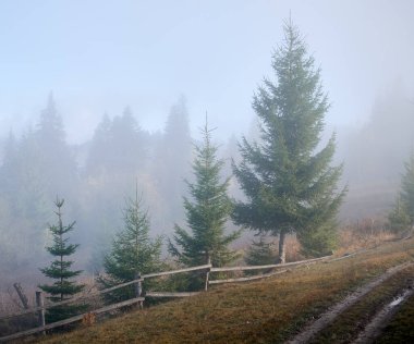 Eski ahşap çitlerin yanındaki yeşil kozalaklı ağaçların manzarası, arka planda dağ yolu ve sisli orman