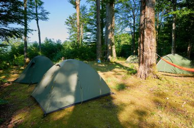 Gölgeli orman kamp alanında birkaç yeşil çadır. Kamp alanı benekli güneş ışığıyla yıkandı. Yüksek ağaçlar ve yoğun yapraklar arasında huzurlu ve davetkar bir atmosfer yarattı..