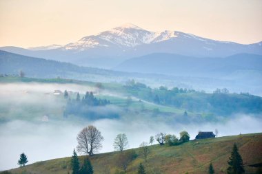 Kırsal kesimde puslu bir sabah. Bereketli yeşil tepeler evlerle, ağaçlarla, sis tabakalarıyla benekli. Arka planda, yumuşak pastel gökyüzünün altında karla kaplı dağlar görkemli bir şekilde yükselir. Hoverla, Ukrayna.
