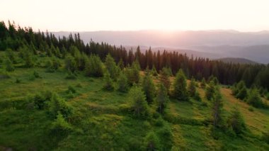 Sabah kampının havadan görünüşü. Gün batımında kamp alanı. Yeşil ağaçların arasında turist çadırları var. Kampçılar yakınlarda oturuyor, dalgalı günbatımına doğru yuvarlanan tepelerin üzerinde. Huzurlu ve resmedilmiş sahne.