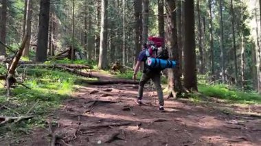 Sırt çantası ve yürüyüş direğiyle uzun ağaçlar ve devrilmiş kütüklerle çevrili sık ormanda yürüyen erkek yürüyüşçünün arka görüntüsü. Güneş ışığı gölgelikten süzülür.