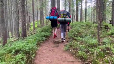 Büyük sırt çantaları ve yürüyüş direkleriyle üç yürüyüşçünün arka görüntüsü sık orman patikalarında yürüyor. Uzun ağaçlar ve yemyeşil çalılıklar huzurlu ve huzurlu bir atmosfer yaratır..