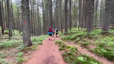 Üç yürüyüşçü, büyük sırt çantaları ve yürüyüş direkleriyle sık orman patikalarında yürüyorlar. Uzun ağaçlar ve yemyeşil çalılıklar huzurlu ve huzurlu bir atmosfer yaratır..