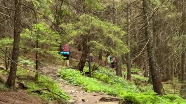 Büyük sırt çantaları ve yürüyüş direkleriyle üç yürüyüşçünün arka görüntüsü sık orman patikalarında yürüyor. Uzun ağaçlar ve yemyeşil çalılıklar huzurlu ve huzurlu bir atmosfer yaratır..